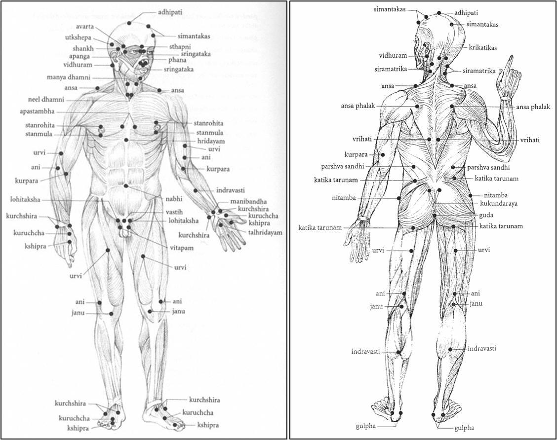 PressurePoints.jpg#asset:1832