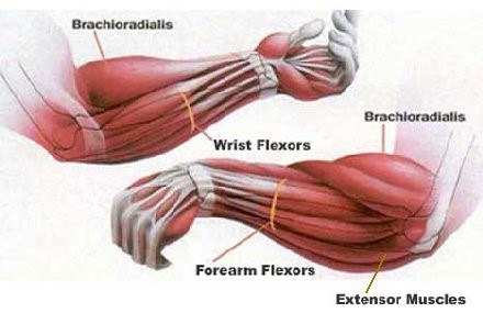 grip-anatomy.jpg#asset:1970